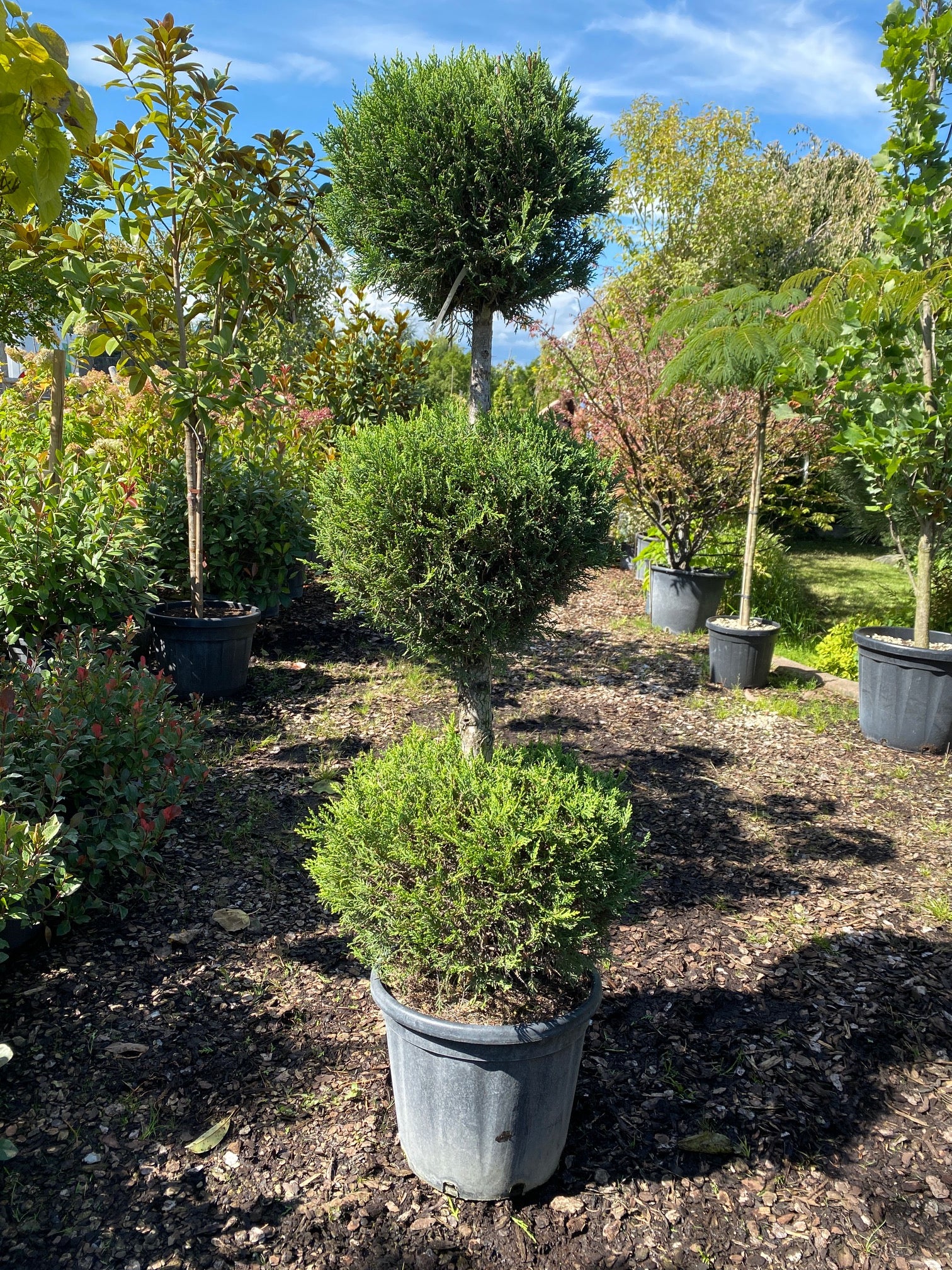 Gelbe Baumzypresse 'Castlewellan Gold' / Cupressocyparis leylandii 'Castlewellan Gold'